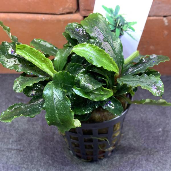 水草 ブセファランドラ ティアグリーン POT入り ポット入り : 有限会社