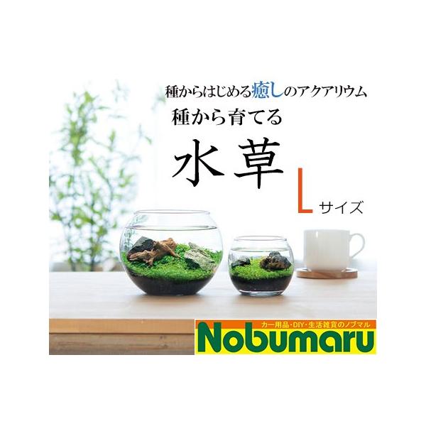 ウォータープラント】種から育てる水草 Lサイズ みずくさ 栽培セット