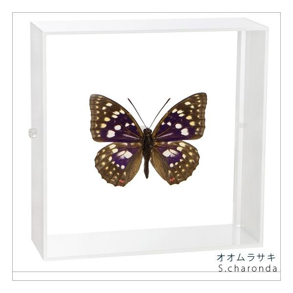 昆虫標本 蝶の標本 オオムラサキ アクリルフレーム 白 : ソプラノYahoo