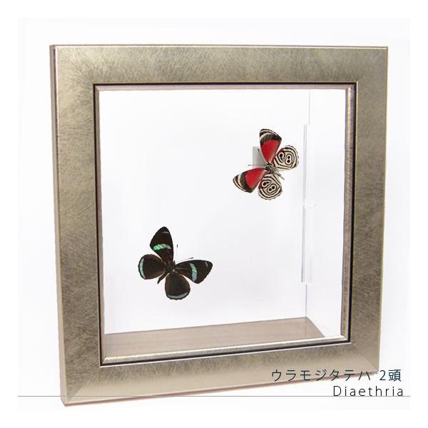 昆虫標本 蝶の標本 ウラモジタテハ 2頭 メタリック調ライトフレーム