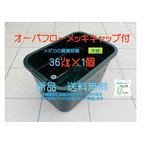 メダカ飼育ケース深緑36L オーバーフローメッキフィルター付き めだか