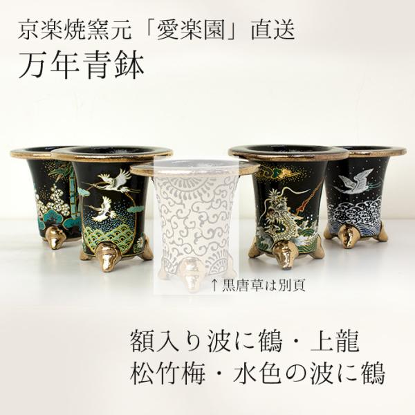 鉢 万年青」の人気商品一覧 | 安い商品を通販サイトから探す - 価格.com