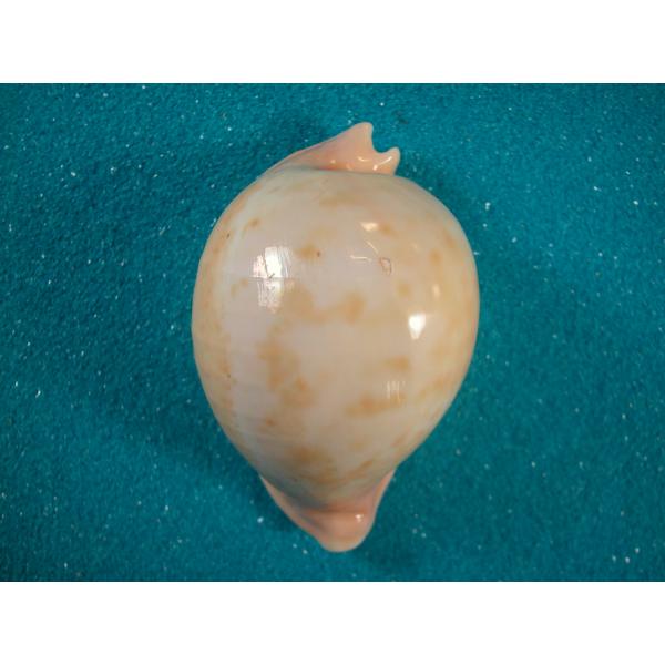 貝標本①-1ウスアカネダカラ