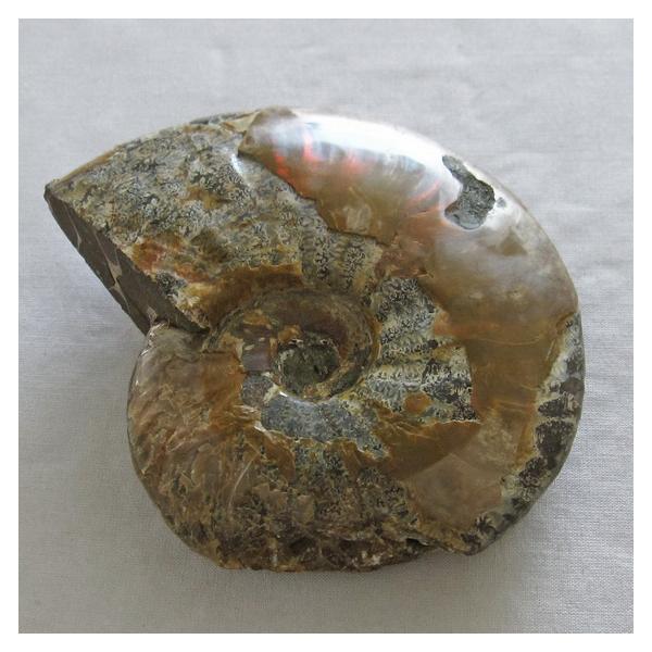 アンモナイト化石 原石 台座付属 虹入り 一点物 181-1655 : 天然石