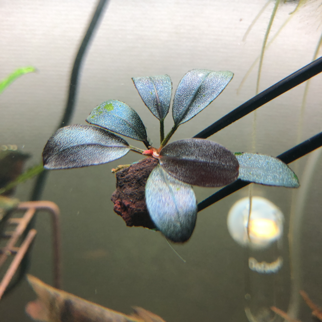 ブセファランドラ sp.スーパーパープル❣️Bucephalandra sp.Super