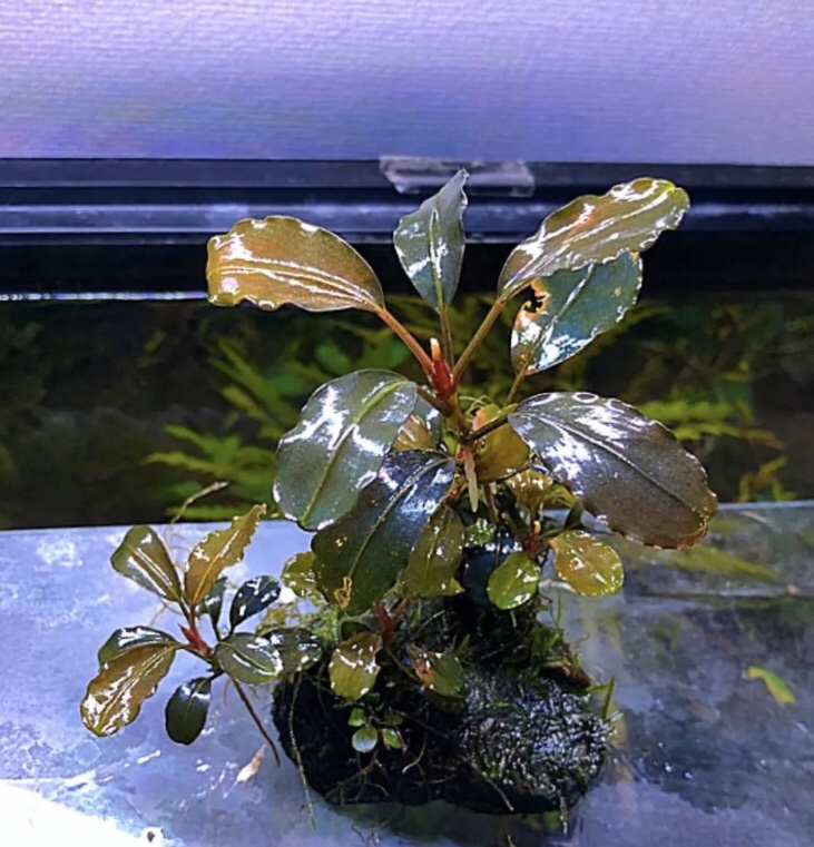ブセファランドラsp.ナンガタマン❣️Bucephalandra sp.Nanga Taman