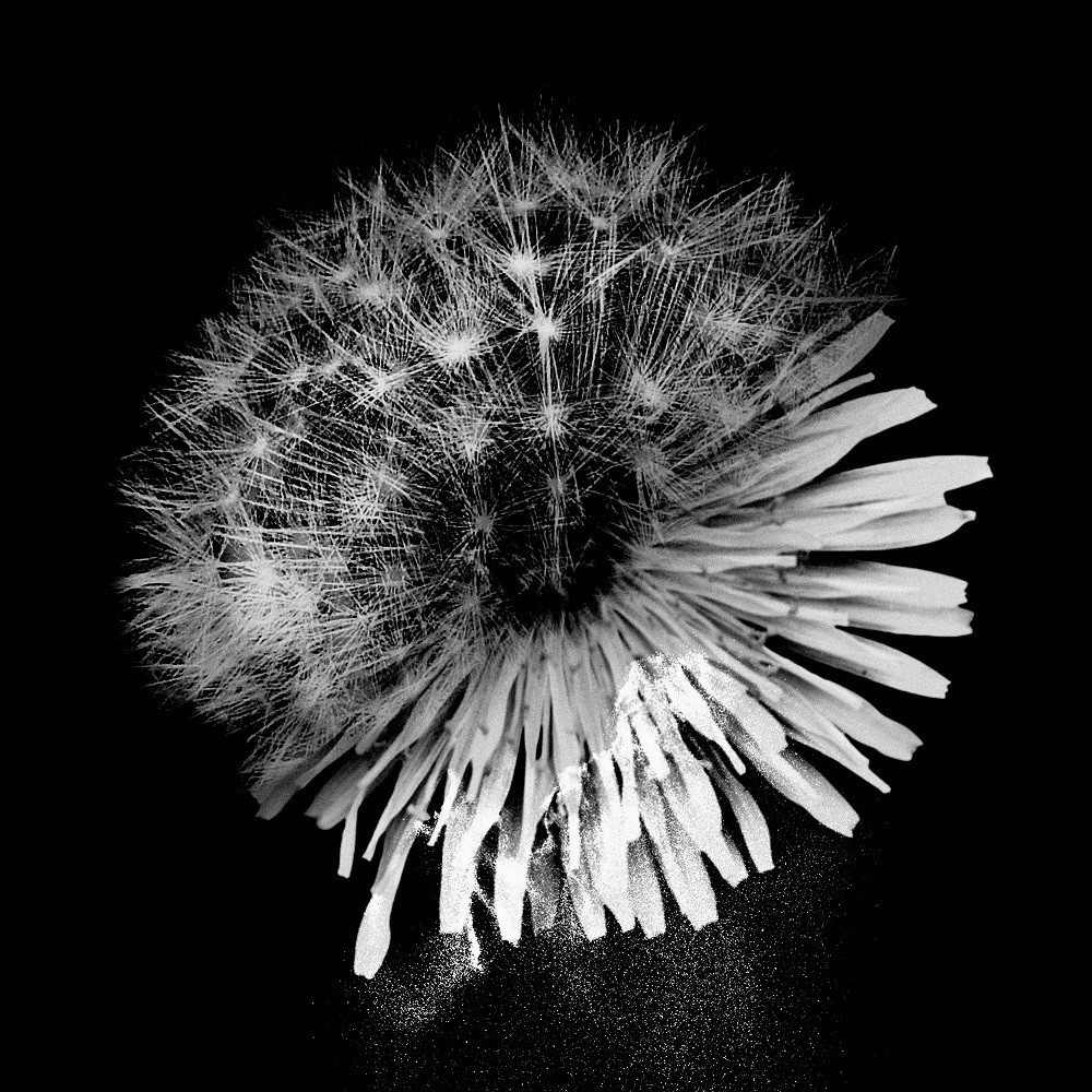 Discography - 神はサイコロを振らない Official Website