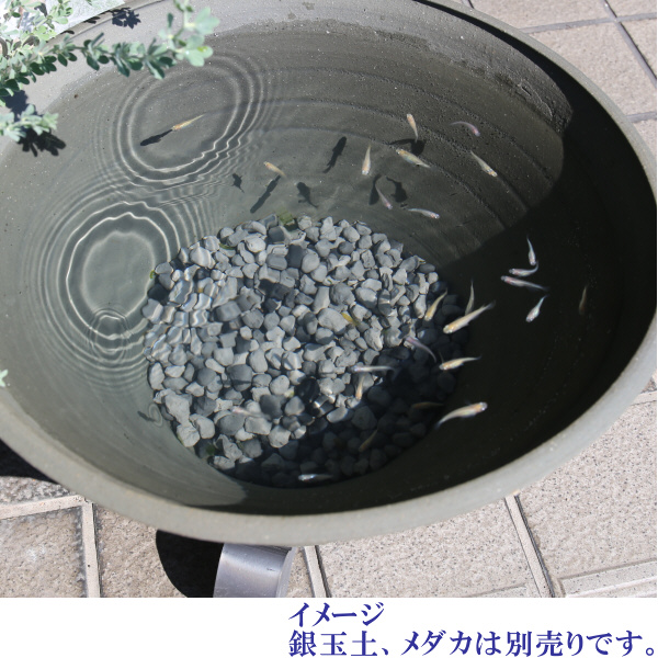 超珍品 メダカ鉢 中野行山手造り 【公式通販】