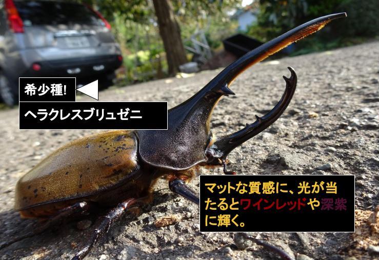 ヘラクレス・ブリュゼニ｜飼育[ビーラボ]｜ムシペディア