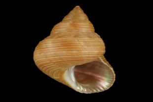 エビスガイ | 貝の図鑑