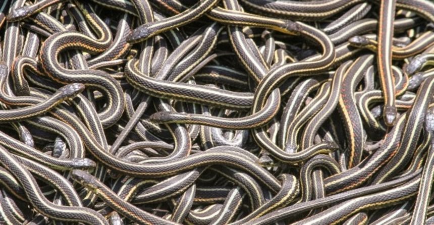 3800万年前の3匹の新種のヘビの化石を発見。ヘビの社会的行動が明らか