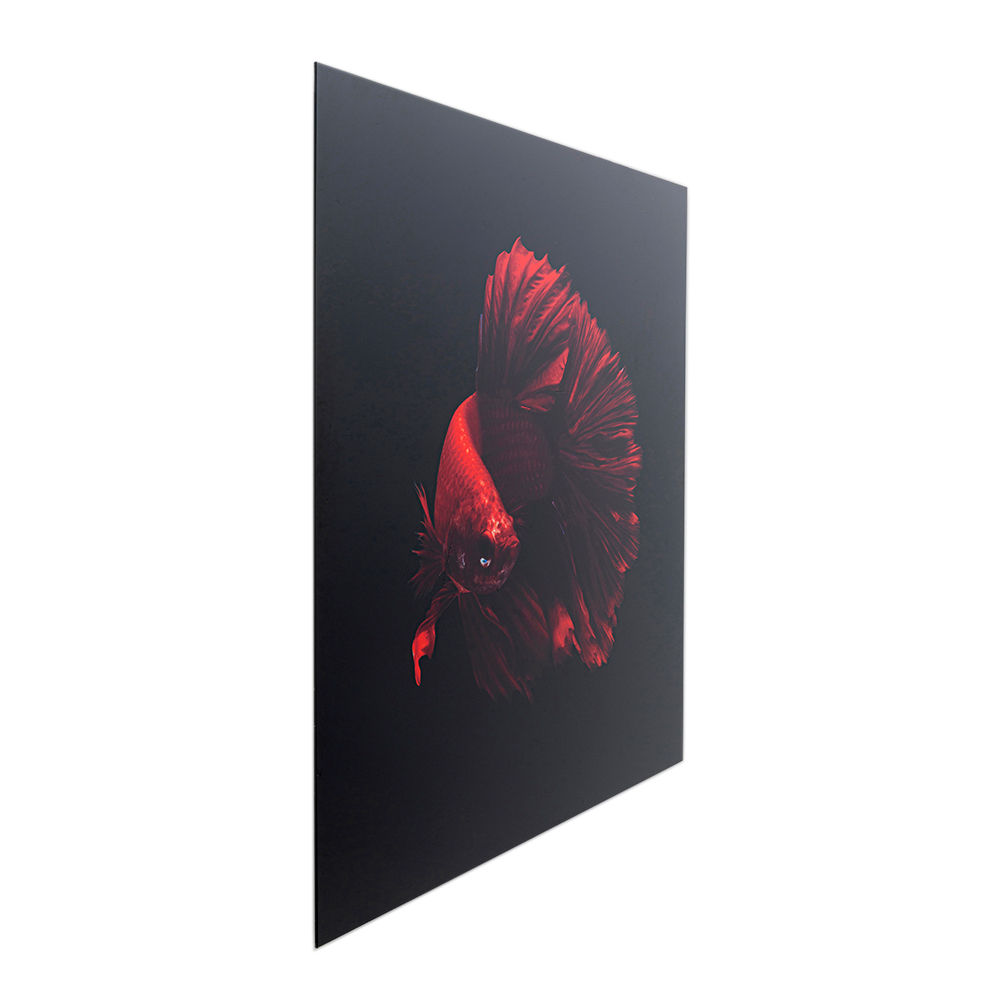 廃番】ファイアーフィッシュ100x100cm ガラスアート ｜【KARE】ドイツ