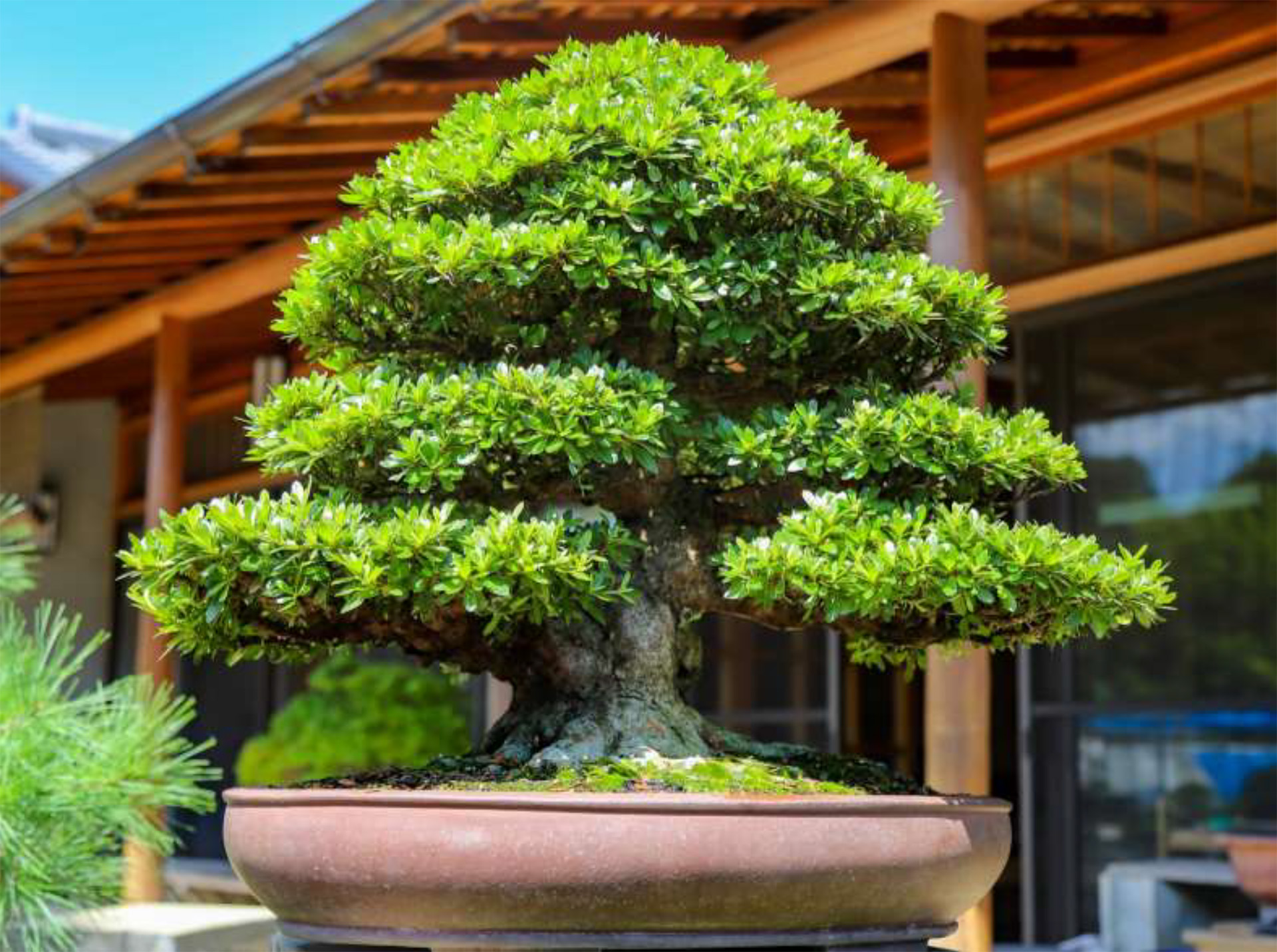 皐月 盆栽 【公式通販】