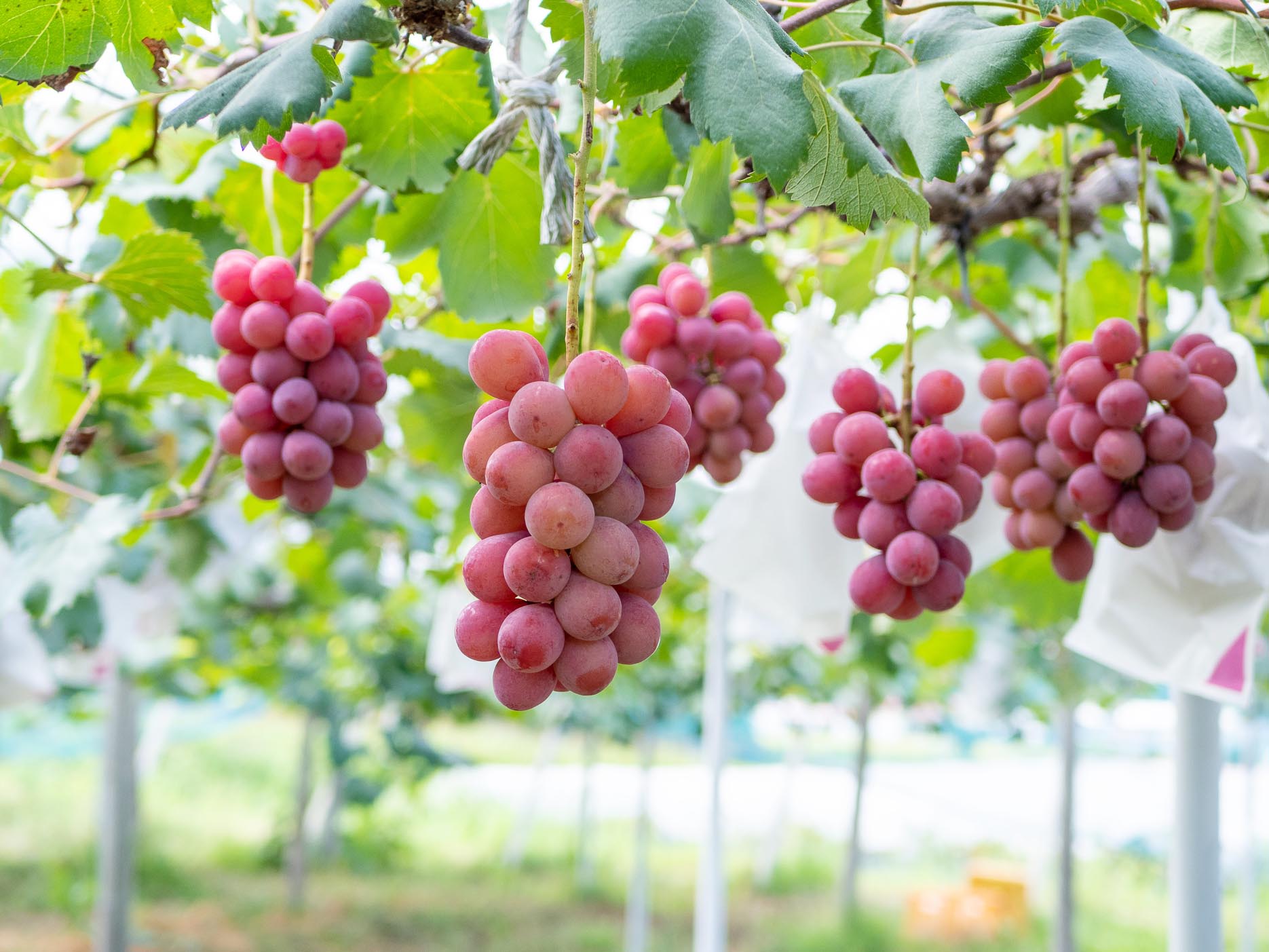 2025予約】緑・紫・赤のぶどう3種セット – Kawahara Green Farm