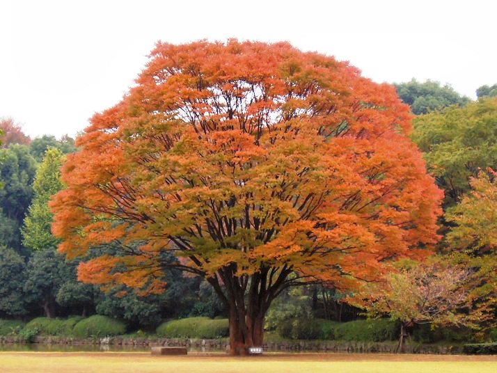 ケヤキ（欅） - 樹の花ノート