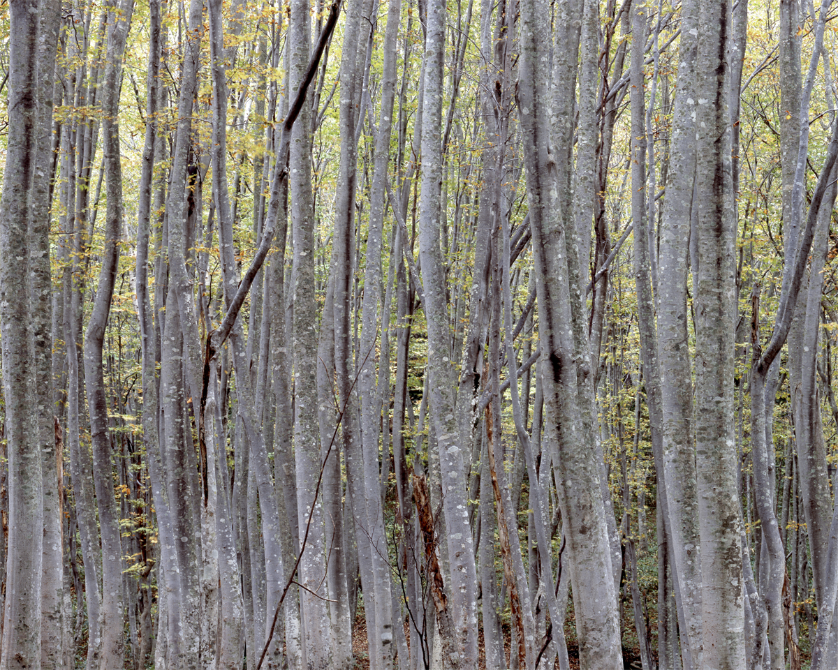 第133話 ローデンシュトック シロナーN Rodenstock Sironar-N 210mm 1