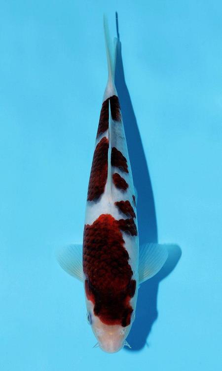 河本翠華 群鯉 河本翠華 群鯉 河本翠華 群鯉 【公式