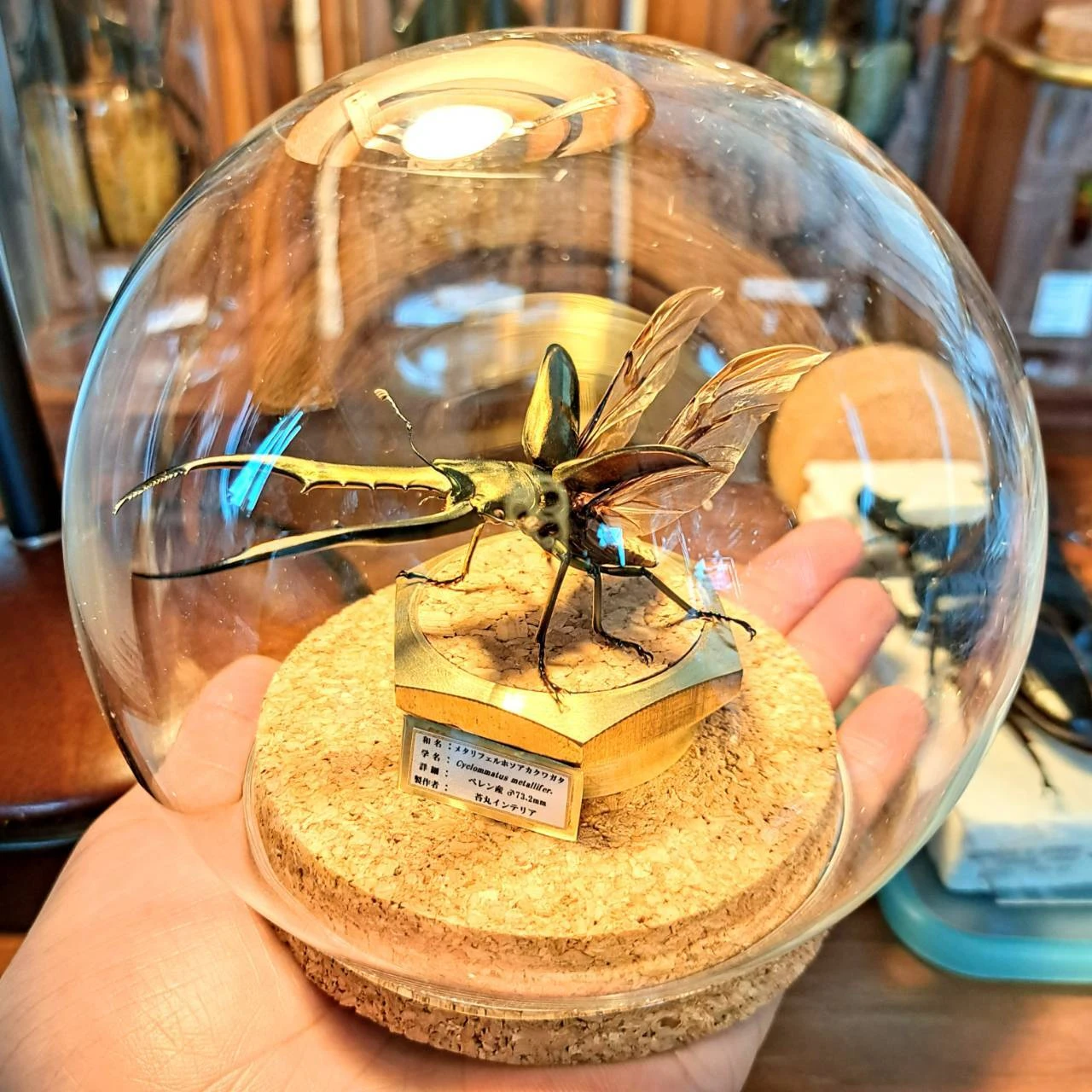 昆虫標本オーダー専門店 一点ものに拘る職人技；苔丸インテリア