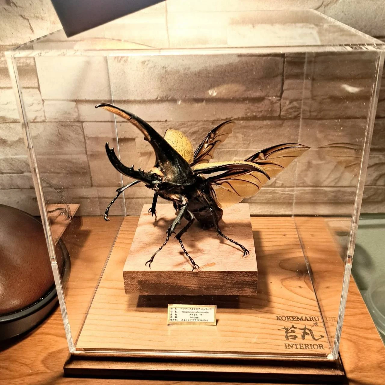 昆虫標本オーダー専門店 一点ものに拘る職人技；苔丸インテリア