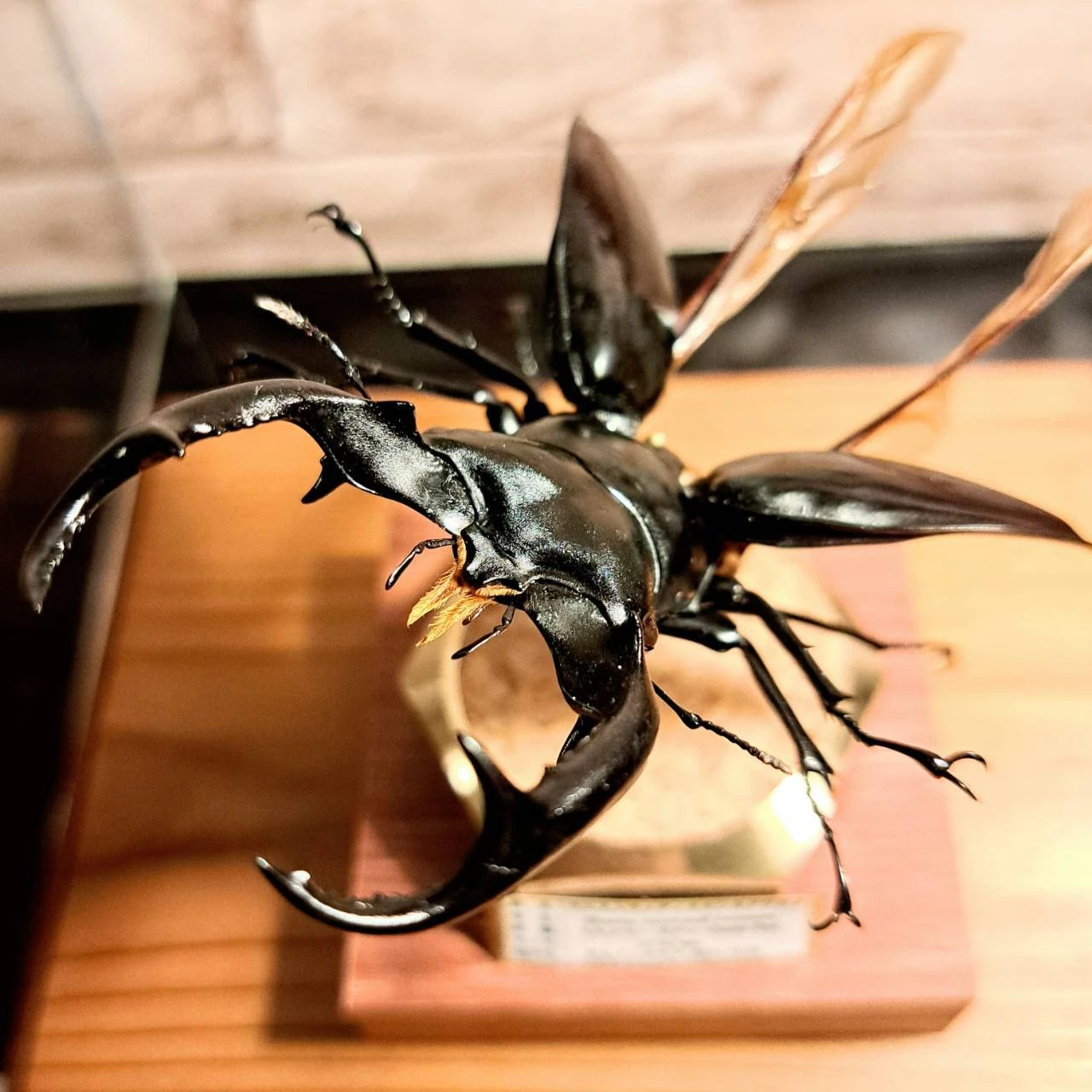 ウエストウッディオオシカクワガタ」その魅力と価値を引き出す芸術的