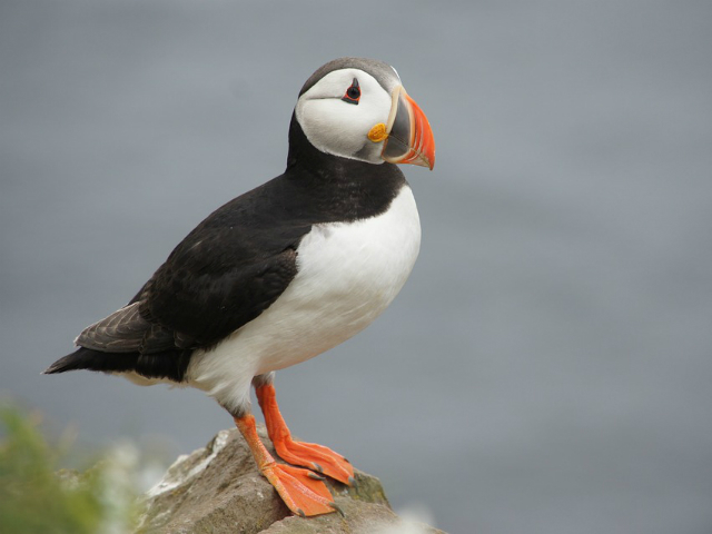 油絵 専用 ペンギンみたいな可愛すぎる鳥パフィン 油絵専用ペンギン