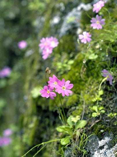 FHT32EX-NF3 32Wユキ@フォロワー割/コメント割 1KSelect 3号店 - Yahoo