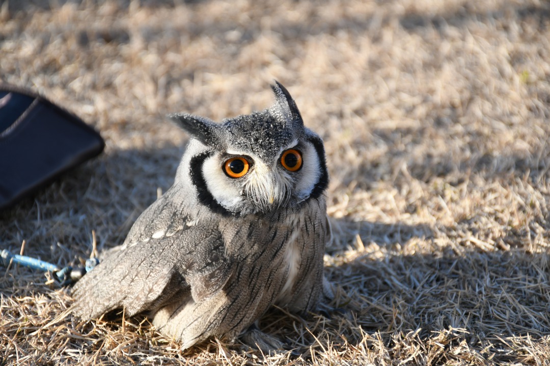 アフリカオオコノハズク｜くるるの野望