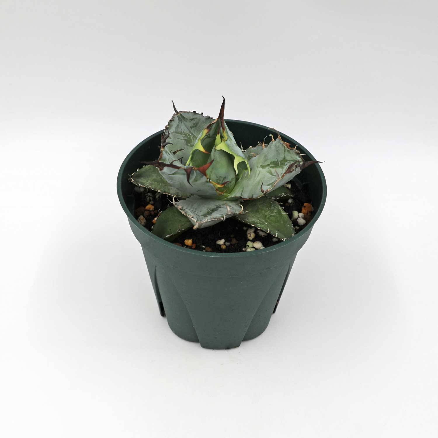 アガベ チタノタ ブラックアンドブルー Agave titanota Black & Blue