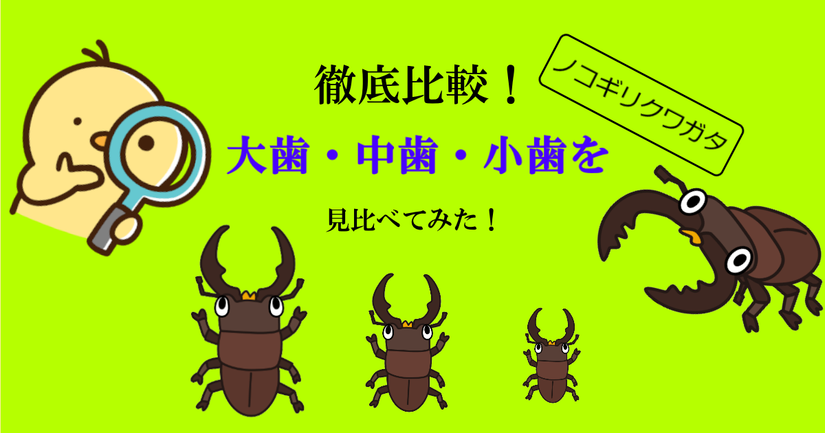 徹底比較！ノコギリクワガタ大歯・中歯・小歯を見比べてみた