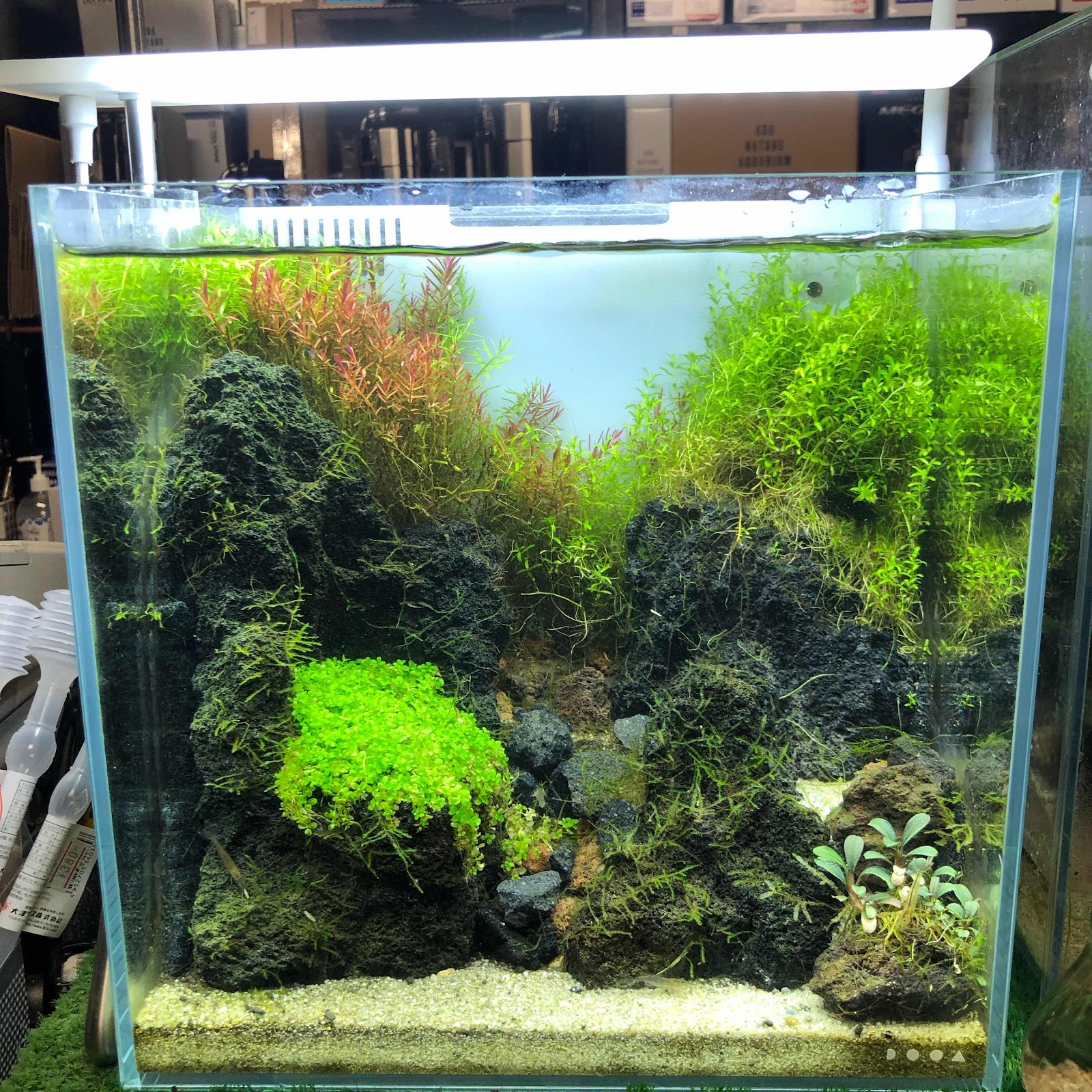 アクアテイク‐E ブログ: DOOAの新製品・ソルスタンドRGBが入荷しました