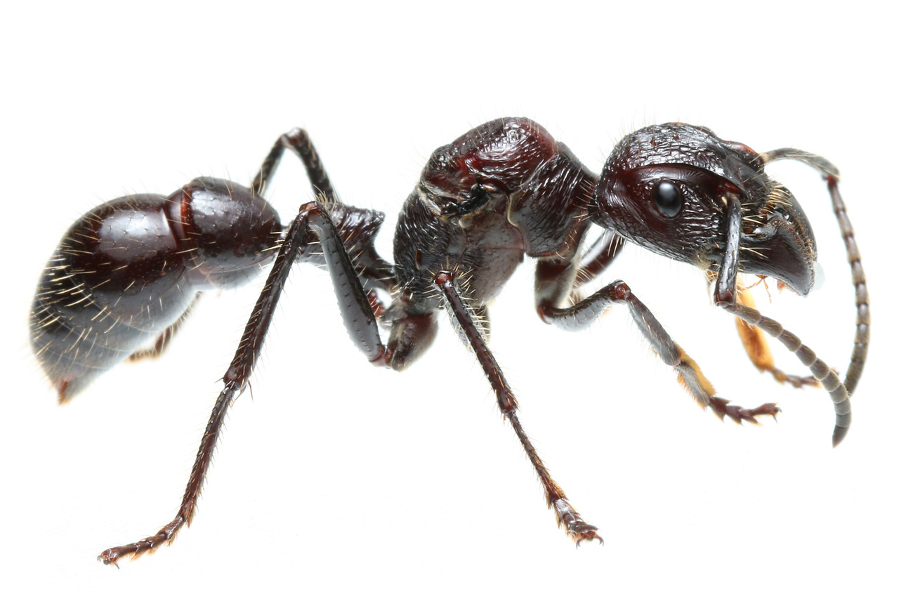 パラポネラの子育て : ありんこ日記 AntRoom