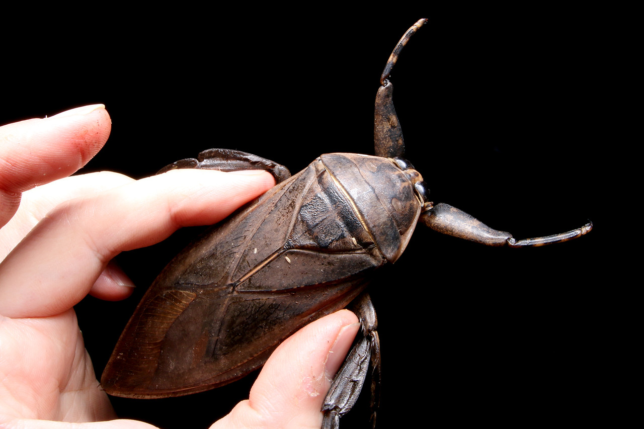 ナンベイオオタガメ 102mm(頭部〜羽先) 昆虫標本 タガメ 水生昆虫 標本