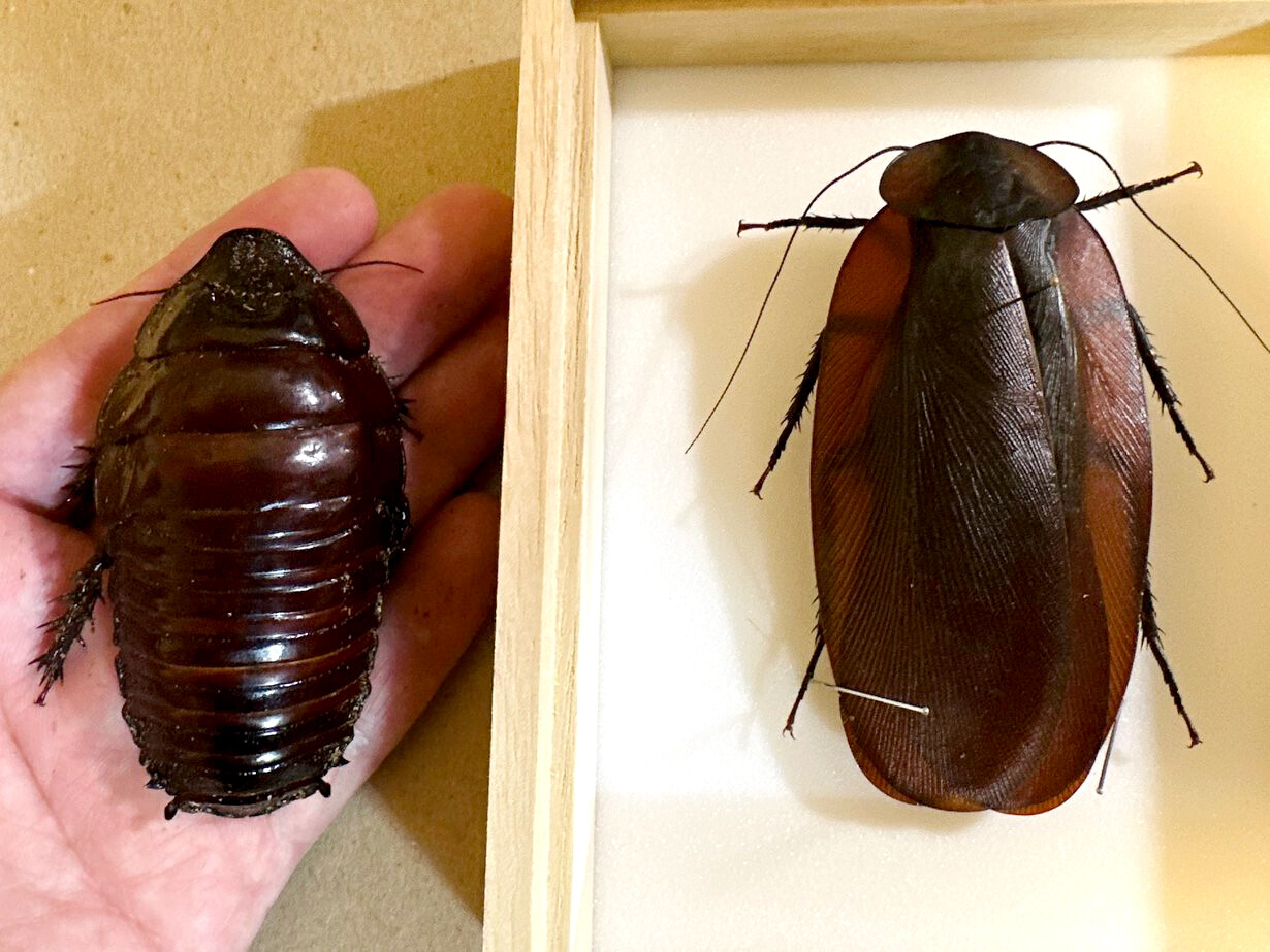 世界最大！超巨大マンモスゴキブリ : ありんこ日記 AntRoom