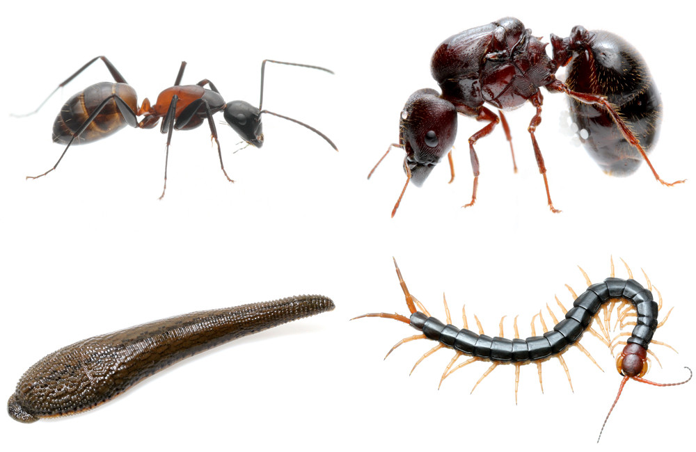 Ant Room 蟻マシーン2号ミニ 2個セット 蟻マシーン2号ミニ | Ant Room