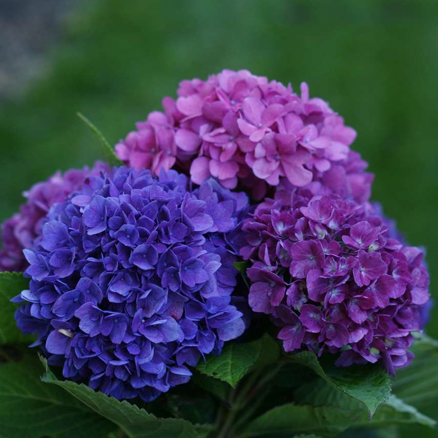 Wee Bit Grumpy® Hydrangea - 3 gallon container – Lots of Plants