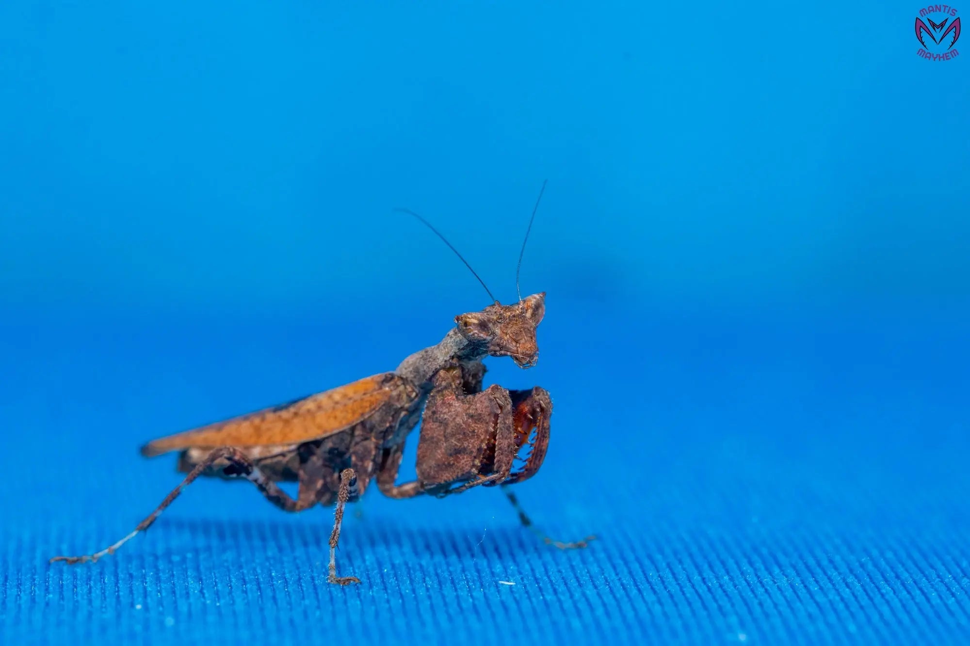 色残抜群】トゲアクマツユムシ リオック 直翅類 カマキリ マンティス