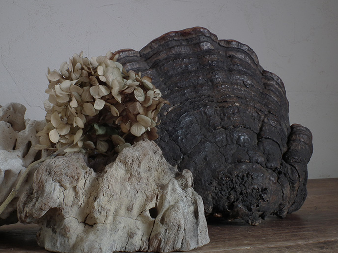 I00681 猿の腰掛け サルノコシカケ （特大） きのこ | MANSIKKA