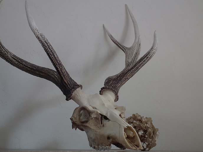 R00001 蝦夷鹿の頭蓋骨 スカル | MANSIKKA antiquesMANSIKKA antiques