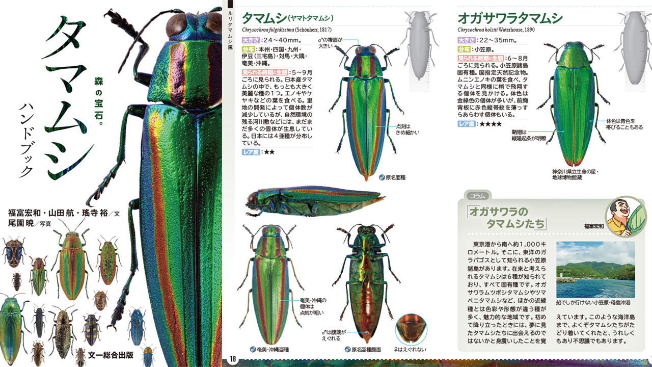 エ*ン様 メキシコ タマムシ 標本 未検品 GPSデータあり エ*ン様