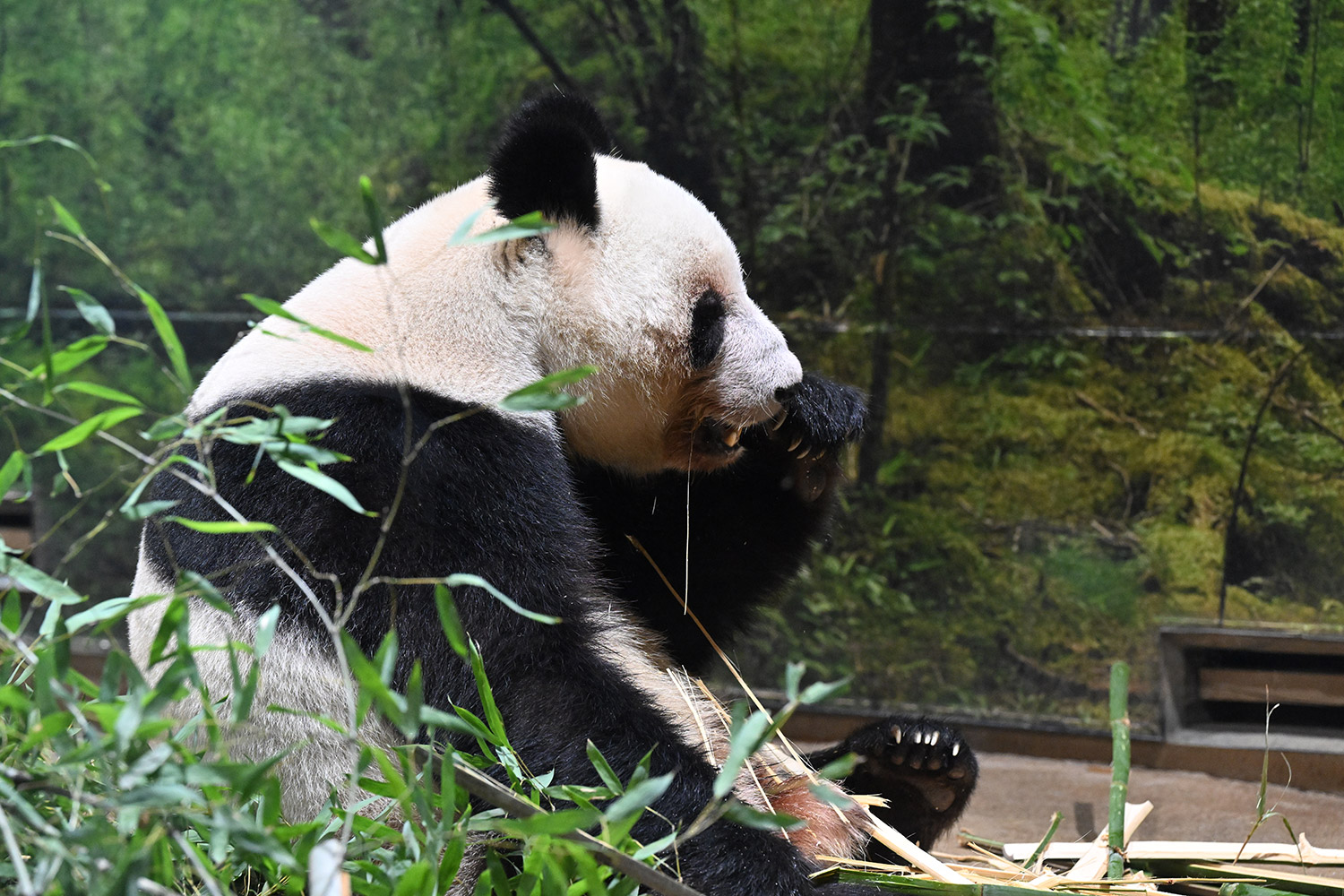 今日のパンダ（4045日目）