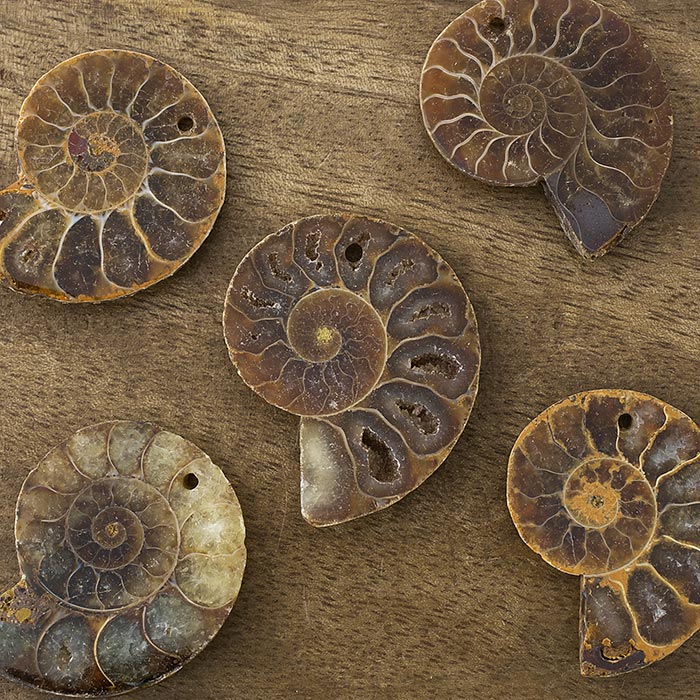 在庫限り】アンモナイト（化石）トップホール 右回り/ブラウン