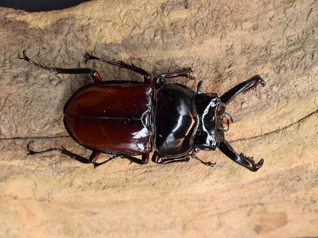 標本用】オーベルチュールクロツヤシカクワガタ53mm | すべての商品 | 極