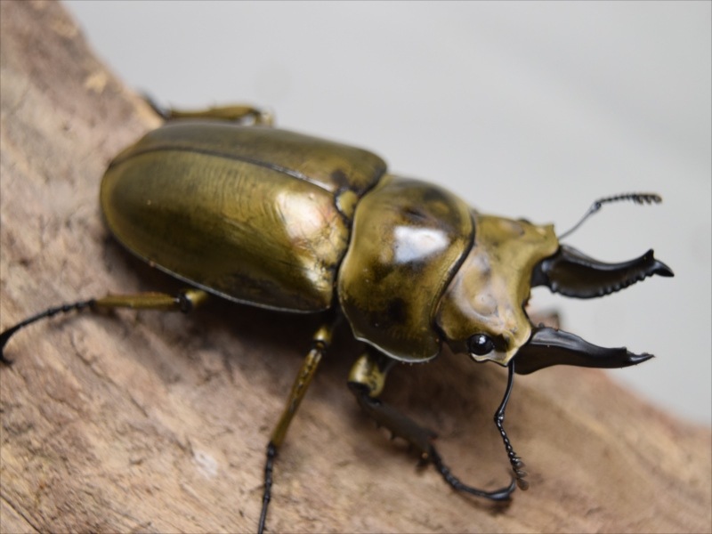 A.ローゼンベルク オオゴンオニクワガタ雄78㍉野外品 【公式通販】