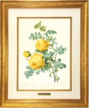 Amazon.co.jp: 額絵 「バラ図譜」フォリオ版 原寸大 ルドゥーテ レ