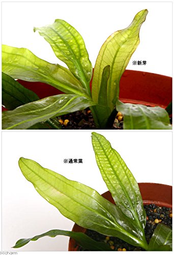 p*8様 ☆ エキノドルス ホレマニー クラッシックブロードリーフ☆ 水槽