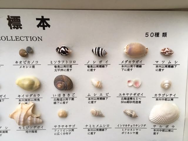 Amazon | ＜込＞日本領内 貝殻標本 50種 セット まとめて 資料 かい