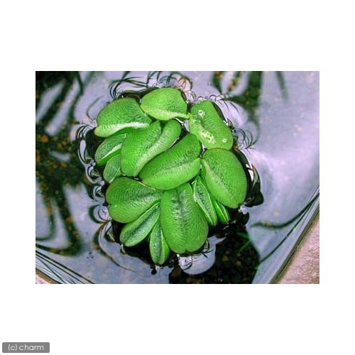 ゆゆゆぶり様専用水草 【公式通販】