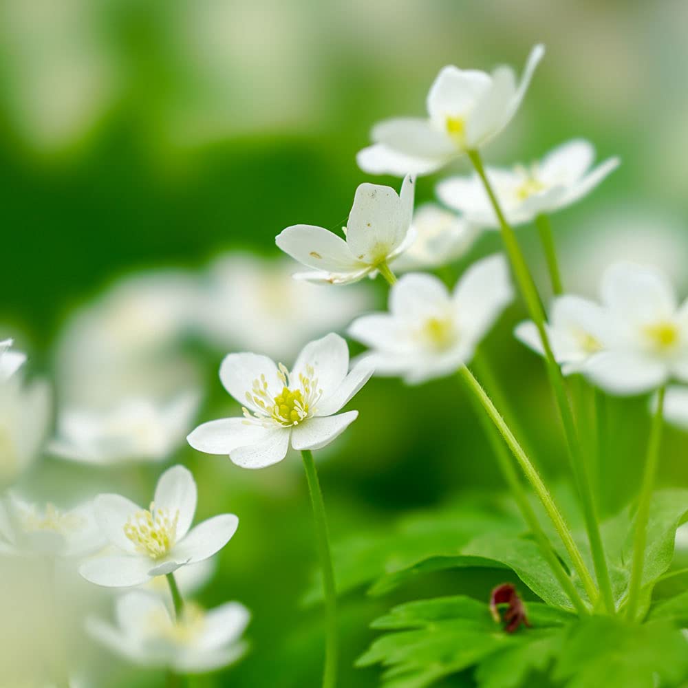 二輪草（ニリンソウ） キンポウゲ科 – 宇奈月温泉 延楽 木版画『二輪草