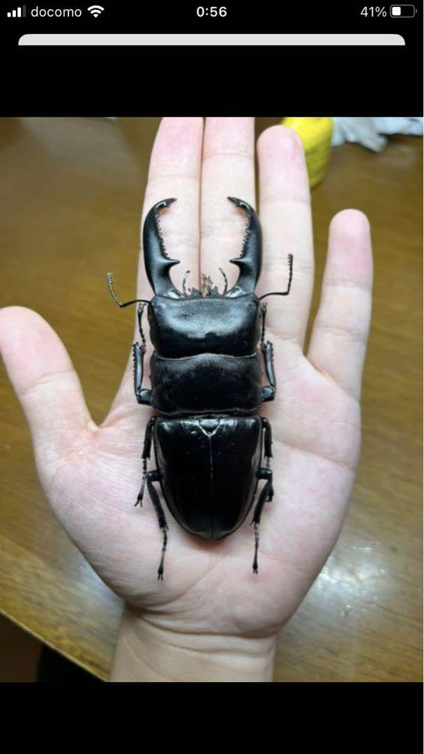 Amazon.co.jp: パラワンオオヒラタクワガタ標本 特大 : おもちゃ