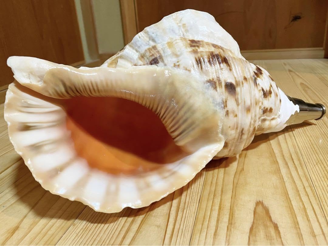 大型肉厚39㎝修験道法螺貝 山伏 大型肉厚39㎝修験道法螺貝 山伏 大型肉